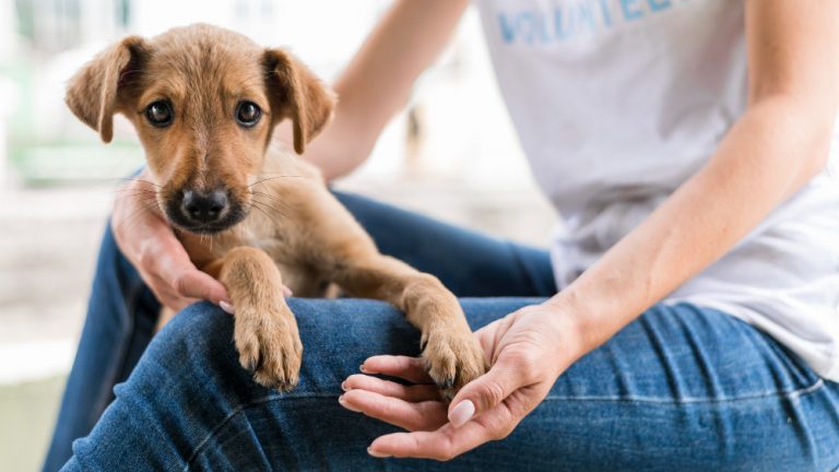 lindo-perro-rescate-refugio-retenido-mujer
