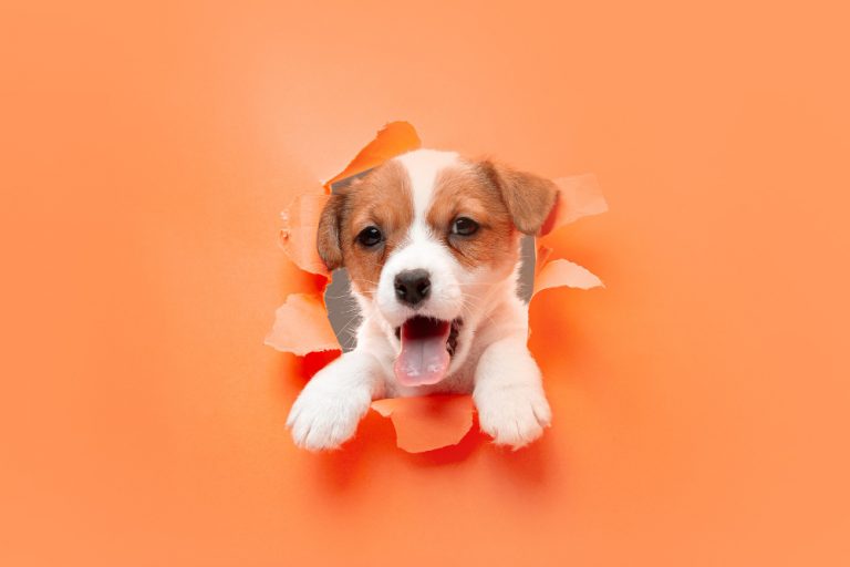 perrito-joven-posando-alegre